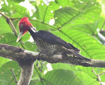 Pale-billed Woodpecker.