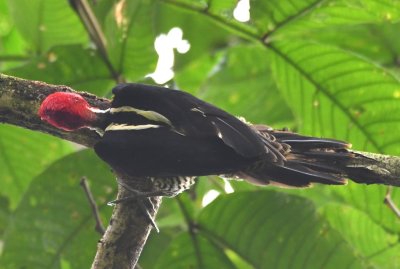 Back view of Pale-billed Woodpecker