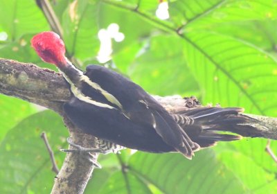 Pale-billed Woodpecker