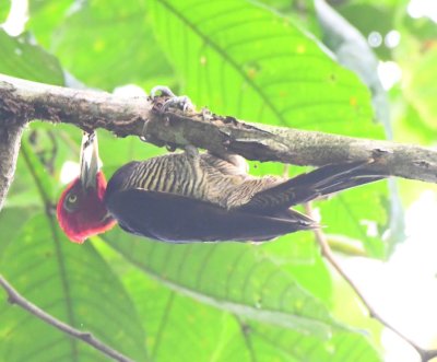 Male Pale-billed Woodpecker