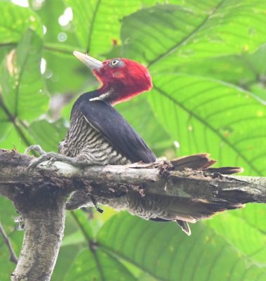 Male Pale-billed Woodpecker