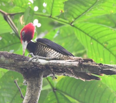 Male Pale-billed Woodpecker