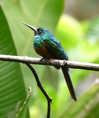Rufous-tailed Jacamar