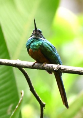 Rufous-tailed Jacamar