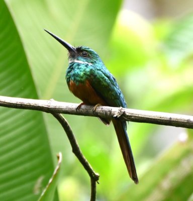 Rufous-tailed Jacamar