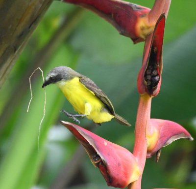 Gray-capped Flycatcher
with some nesting material, hopping onto a heliconia,
near the dining area at La Selva Biological Station