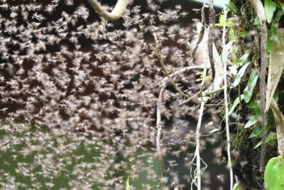 Stingless bees swarming around a tree
near the dining area at La Selva Biological Station