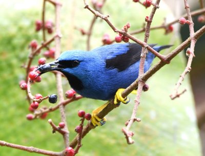 Male Shining Honeycreeper
Terri showed me where four guans had been earlier,
but we saw other good birds instead.