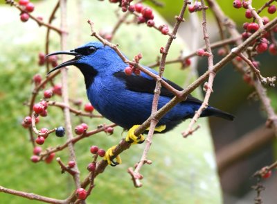 Male Shining Honeycreeper