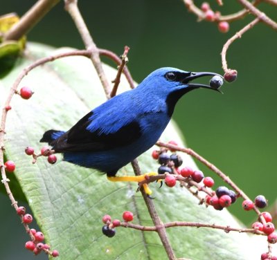 Male Shining Honeycreeper