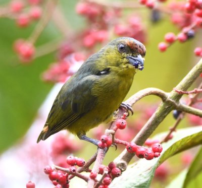 Female Olive-backed Euphonia