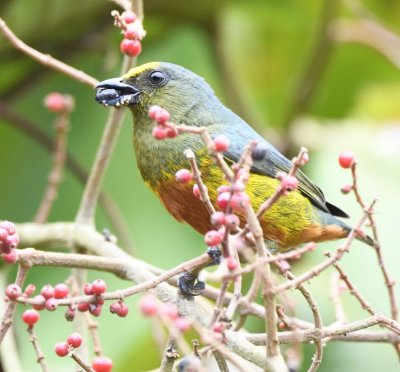 Male Olive-backed Euphonia