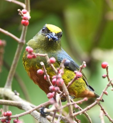 Male Olive-backed Euphonia