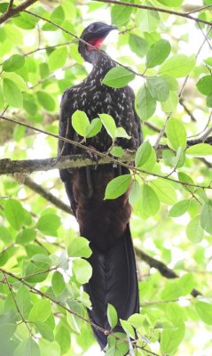 Crested Guan
in a tree near the dining area
at La Selva Biological Station
(Organization for Tropical Studies)
