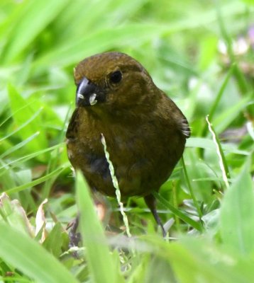 Female Variable Seedeater
on the grass near the dining area