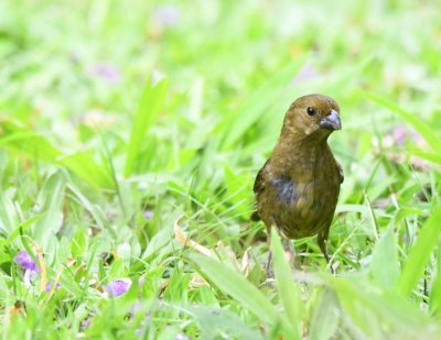 Female Variable Seedeater