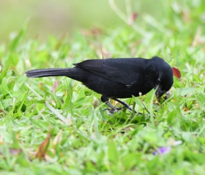 Male Variable Seedeater