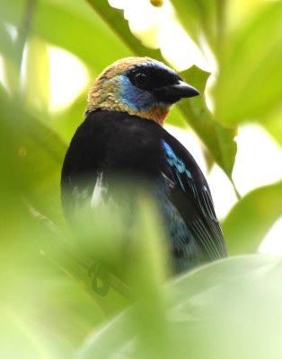 Golden-hooded Tanager
in a bush near the dining area