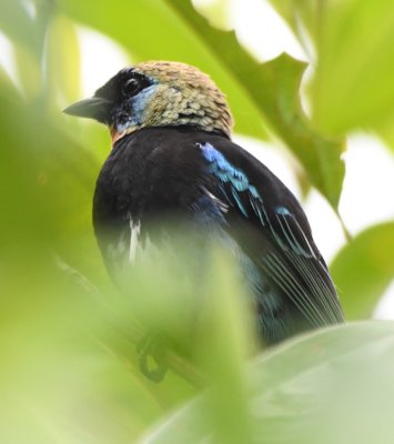Golden-hooded Tanager