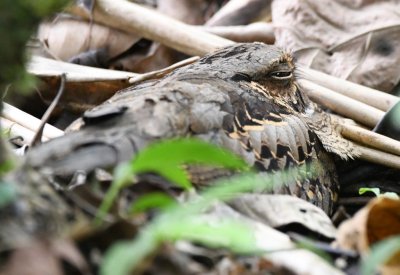 Common Pauraque
under a bush near the dining area