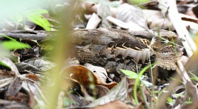 Common Pauraque
