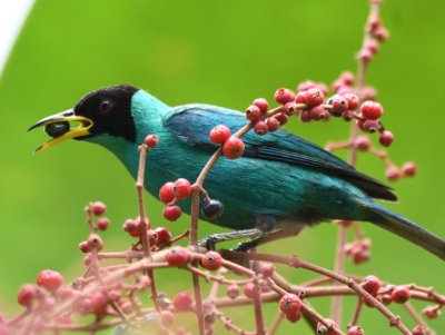 Male Green Honeycreeper