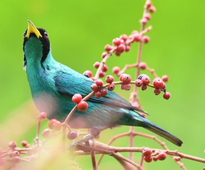 Male Green Honeycreeper