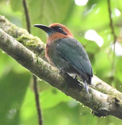 Broad-billed Motmot
(green chin feathers distinguish it from Rufous)