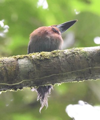 View of the broad bill of the Broad-billed Motmot