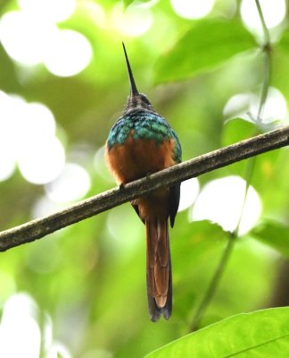 Rufous-tailed Jacamar
