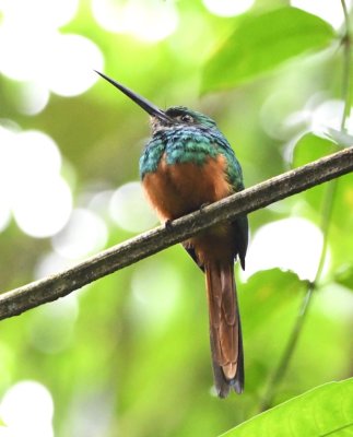 Rufous-tailed Jacamar