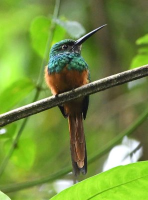 Rufous-tailed Jacamar