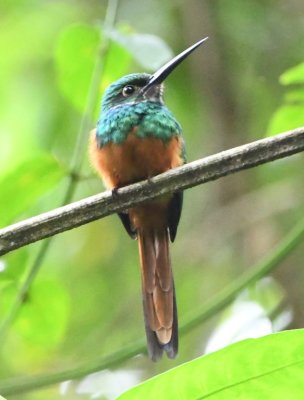 Rufous-tailed Jacamar