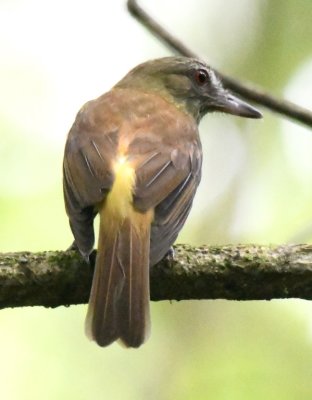 Bright-rumped Attila