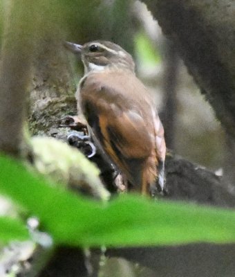 Plain Xenops
