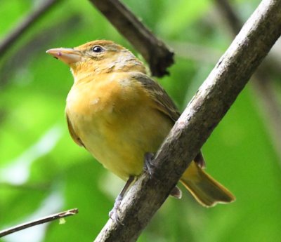 Female Summer Tanager