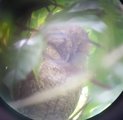 Vermiculated Screech-Owl
A digiscoped photo using Mary's phone makes the owl look like it's in a snow globe or some dreamscape.