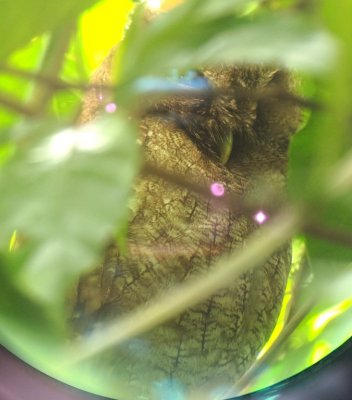 Another digiscoped photo of the Vermiculated Screech-Owl using my phone