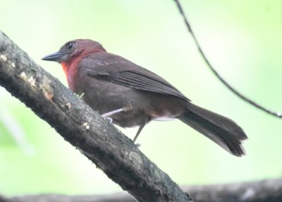 Red-throated Ant-Tanager
on our before-breakfast walk