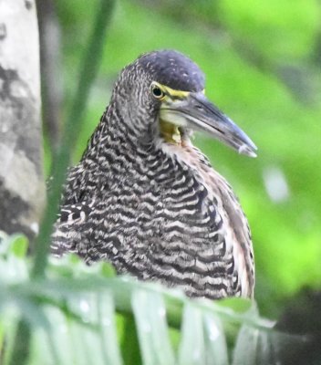 Catherine and I went around to a balcony off the reception area at Selva Verde Lodge to get a closer look at the Fasciated Tiger-Heron after the rest of the group went back for breakfast.