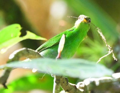 Female Green Honeycreeper with nesting material