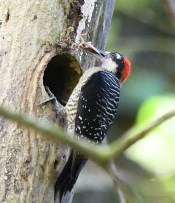 Black-cheeked Woodpecker 
with an insect at a nest hole