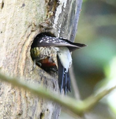 Black-cheeked Woodpecker
presumed feeding its young