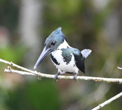 Female Amazon Kingfisher