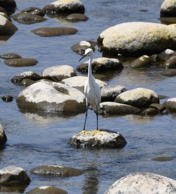 Snowy Egret
on a rock in the Sarapiqu River