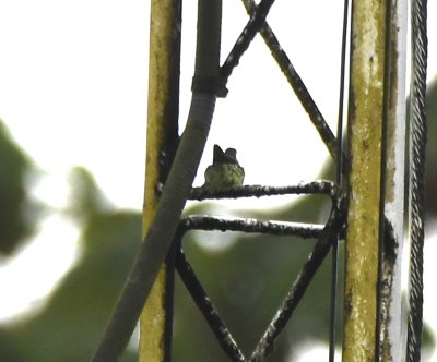 Green-breasted Mango hummingbird on a nest on a tower next to the dining room
(according to local guide, Joel, who pointed it out to us--small, even in the scope)