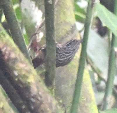 Stripe-breasted Wren
(bad but all I got)