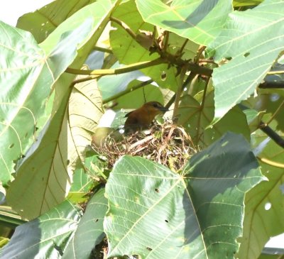 Back at Selva Verde Lodge, I took a few last photos of the Cinnamon Becard on and near its nest in a Cecropia tree in the field behind the dining area.