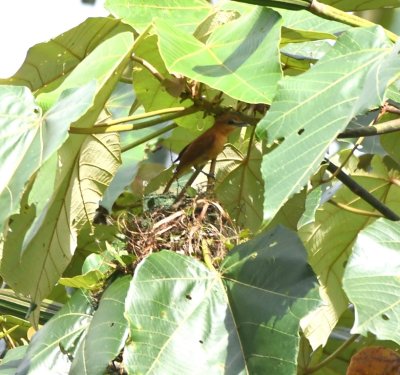 Cinnamon Becard
above its nest
Selva Verde Lodge, Heredia Province, Costa Rica
