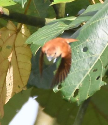 Cinnamon Becard
wings forward of body as it flies from nest